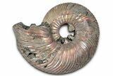 Iridescent, Pyritized Ammonite (Quenstedticeras) Fossil - Russia #336213-1